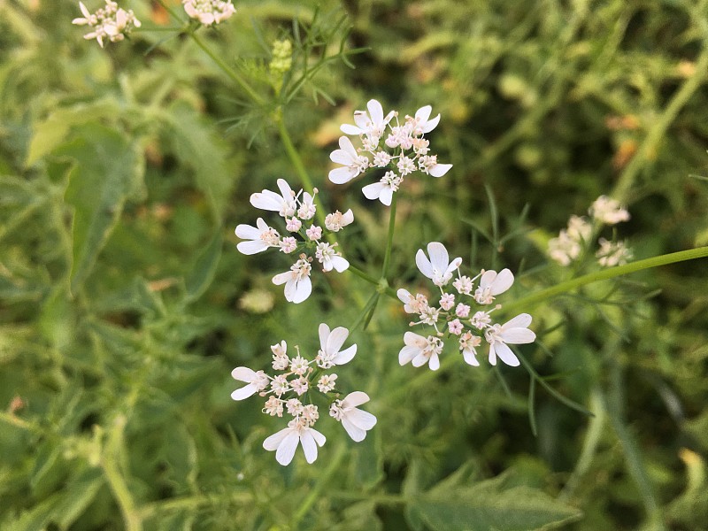 花园里有白色的花