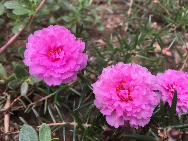 花园里美丽的花