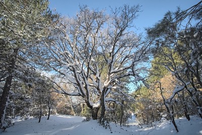 白雪覆盖的树干的森林