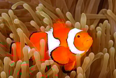 海葵中的小丑海葵鱼
