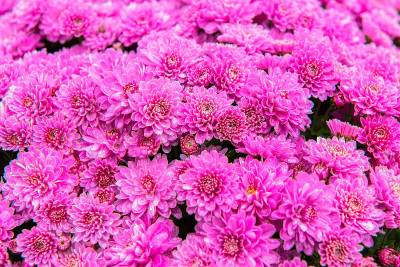 菊花在阳光下的光芒