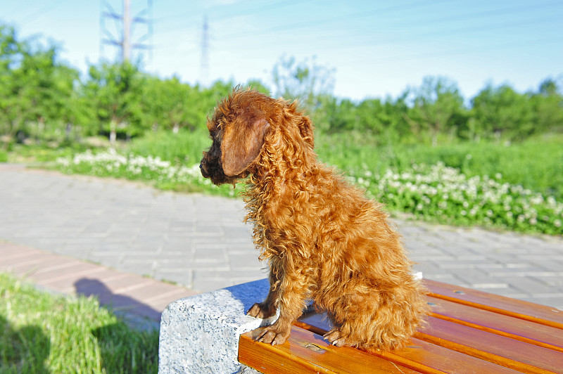 贵宾犬的狗