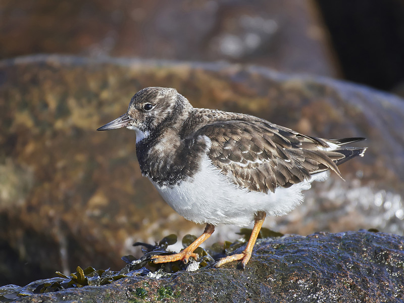 红润turnstone (Arenaria翻译)