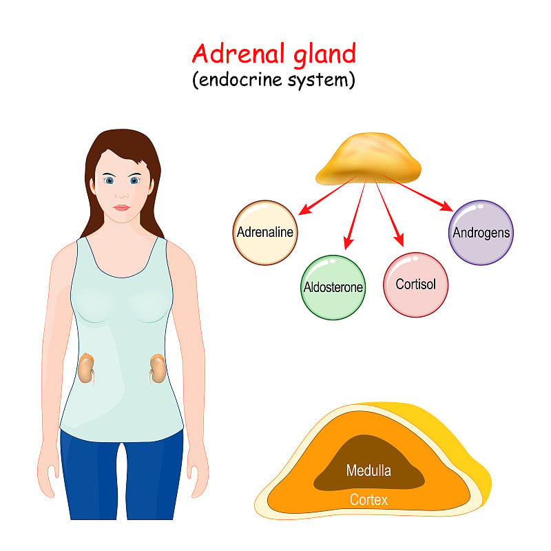 肾上腺。人体内分泌系统