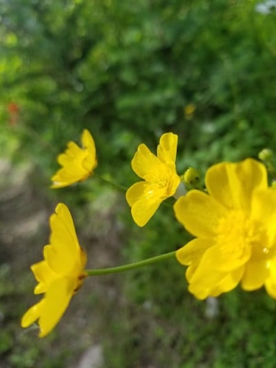 美丽的野花