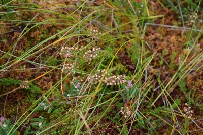 苔藓特写宏观纹理背景。沼泽