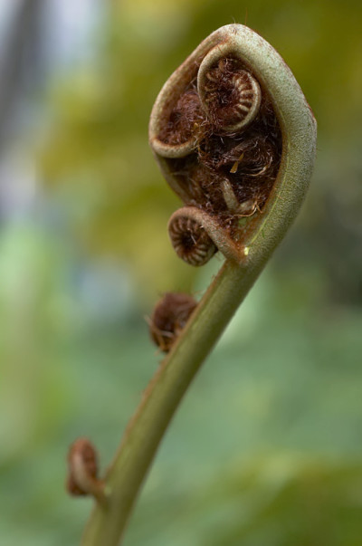 蕨类植物