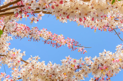 桂花在蓝天