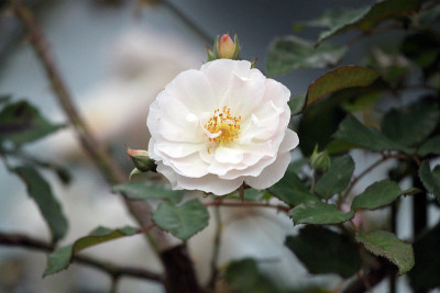 夏日花园中五彩缤纷的花朵，有粉红色、紫色、白色和桃红色的玫瑰、紫罗兰和紫丁香。