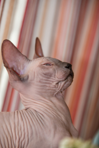 小斯芬克斯猫坐在窗前，沐浴着春天的阳光