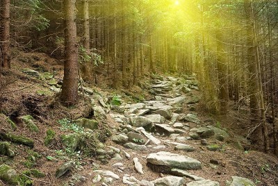 雾山森林