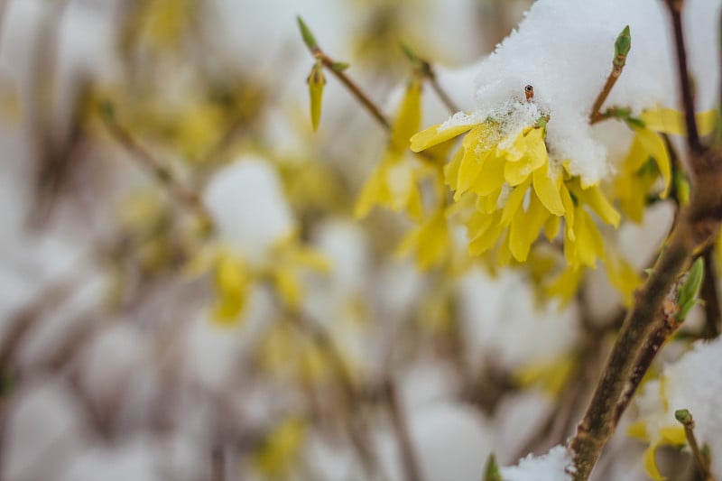 雪下黄色灌木的特写。春暖花开