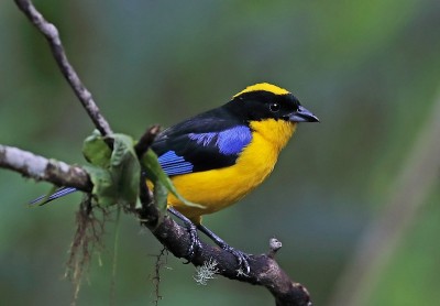 Blue-winged Mountain-tanager