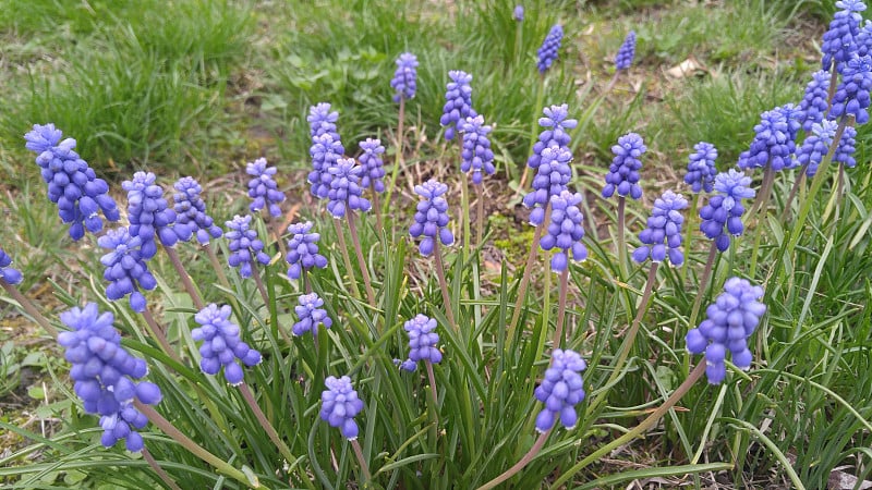 麝香花上的风信子