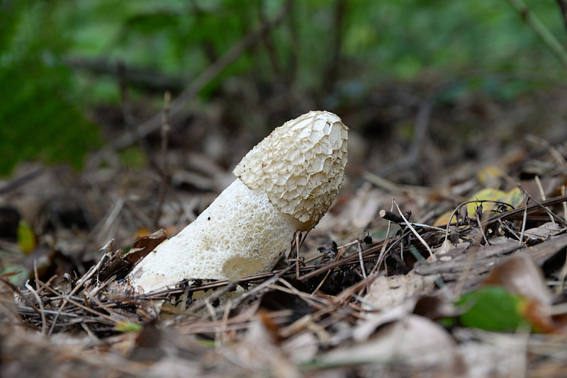 Stinkhorn(阴茎impudicus)