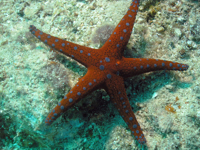 珍珠海星(弗洛米亚·莫尼里斯)