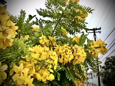 金黄色的花洒树-决明子瘘