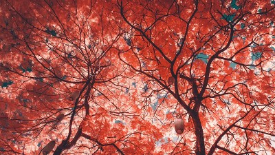活珊瑚的颜色