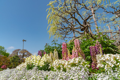 盛开Lupinus