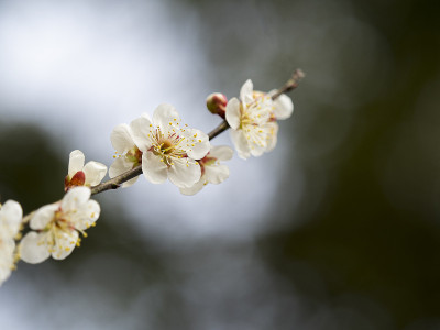 梅花