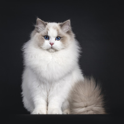黑色背景上的布娃娃猫