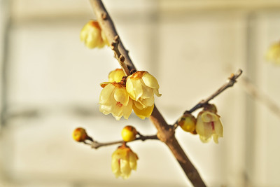 Chimonanthus praecox