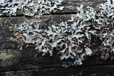 Moss and lichen