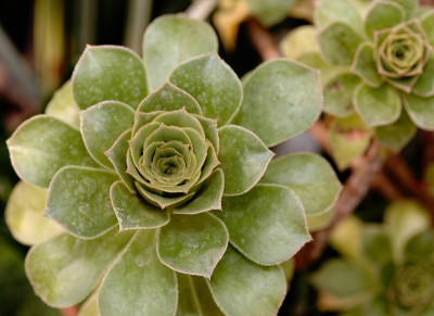 树aeonium