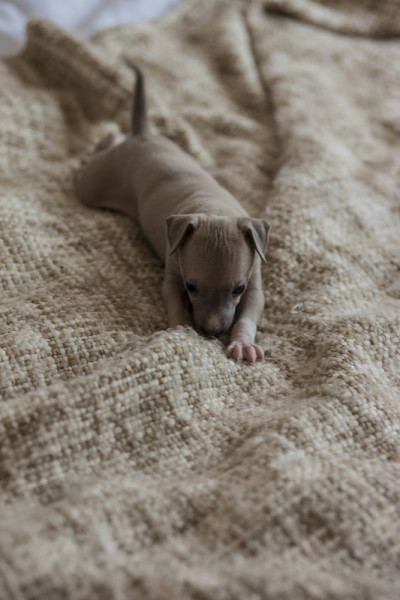 意大利灵缇犬Puppie