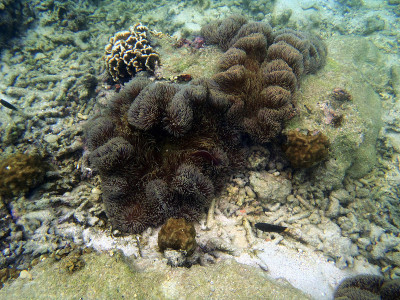 海葵