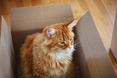 红色缅因猫坐在纸板箱里