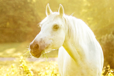 Lipizzan马