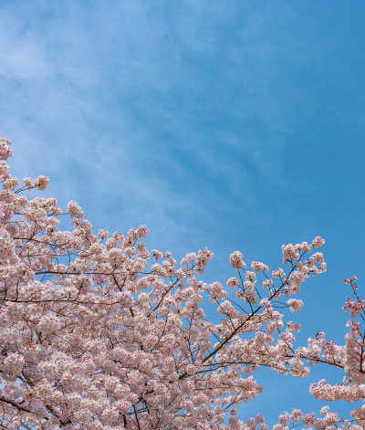 目黑樱花