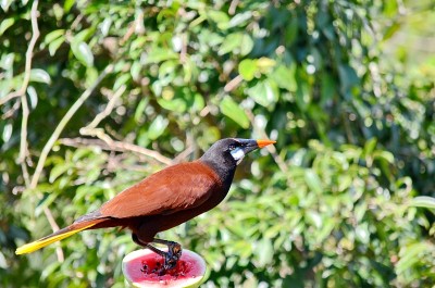 蒙特祖玛Oropendola