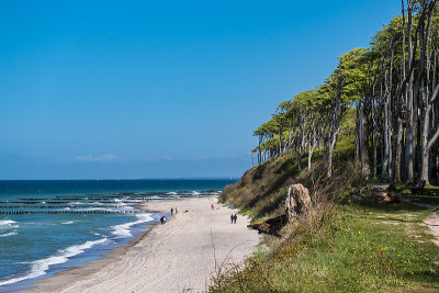 波罗的海沿岸的沿海森林
