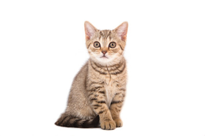 小猫英国