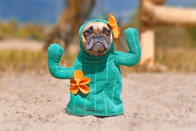 法国斗牛犬穿着有趣的仙人掌万圣节狗服装，假手臂和橙色的花