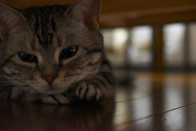 猫藏