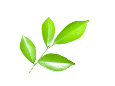 叶子孤立在白色背景上，绿叶孤立在白色背景上。