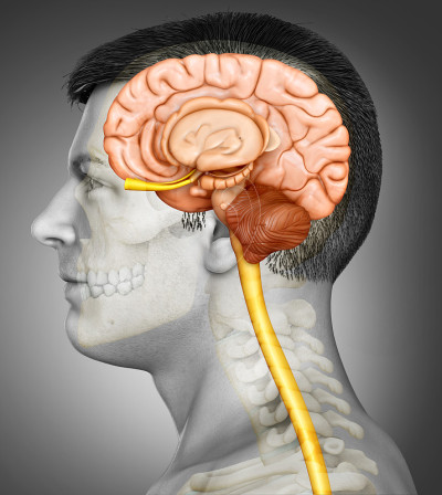 3d渲染医学插图的男性大脑解剖