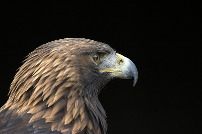 Steinadler