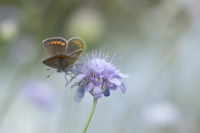 Aricia agestis