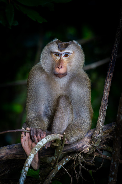 猪尾猕猴(Macaca nemestrina)画像