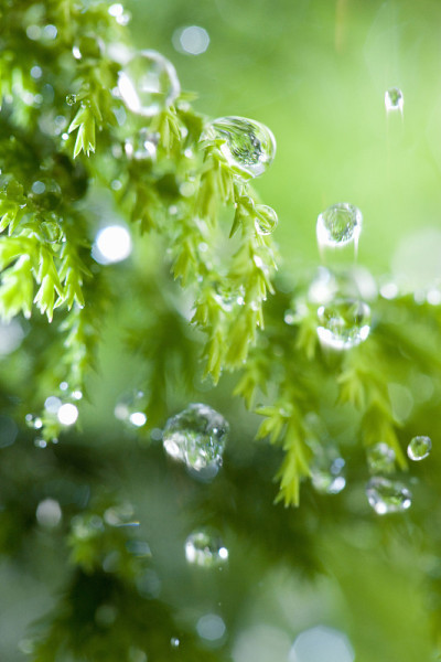 雨图片