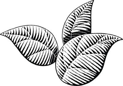 矢量墨水素描的叶子