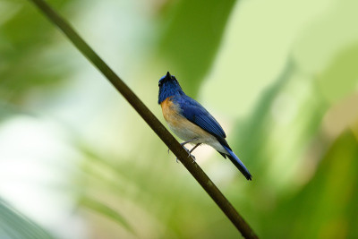 成年雄性马来西亚蓝色捕蝇鸟(Cyornis turcosus)
