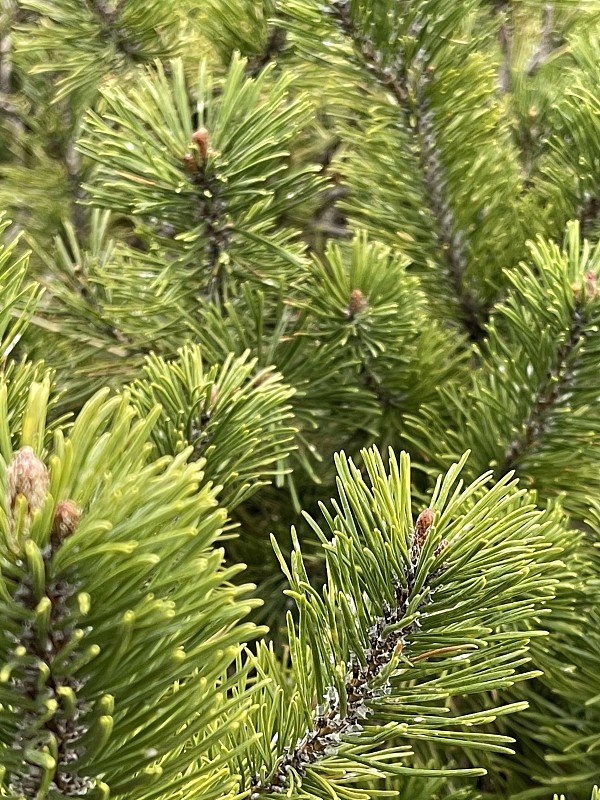 Mugo松树植物