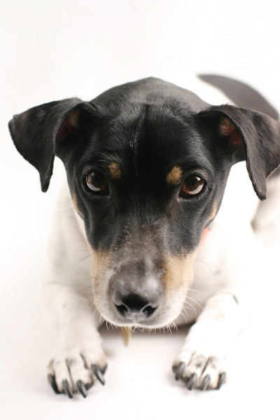 可爱和好奇的小猎犬小狗