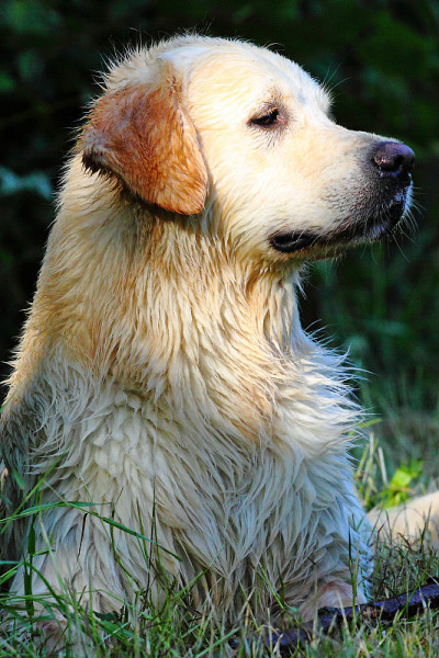肖像的金毛寻回犬
