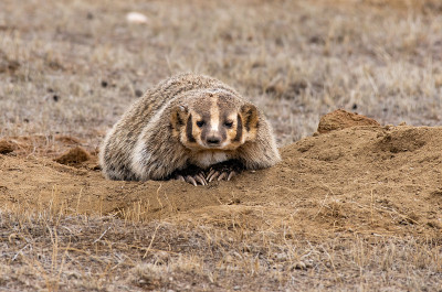 An American Badger at Den